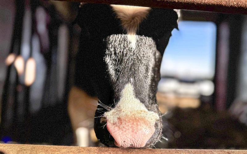 Impact of Argentine Beef Imports on Minnesota Dairy Farmers