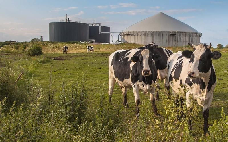 Biogas Integration in India's Dairy Sector Promises Rural Energy Revolution