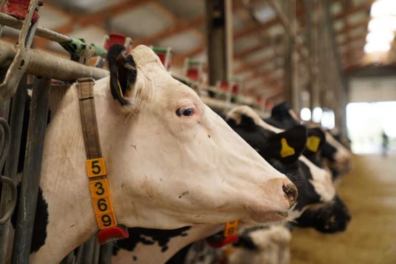 Участники форума по молочной промышленности USDA посетили молочную ферму Amiran
