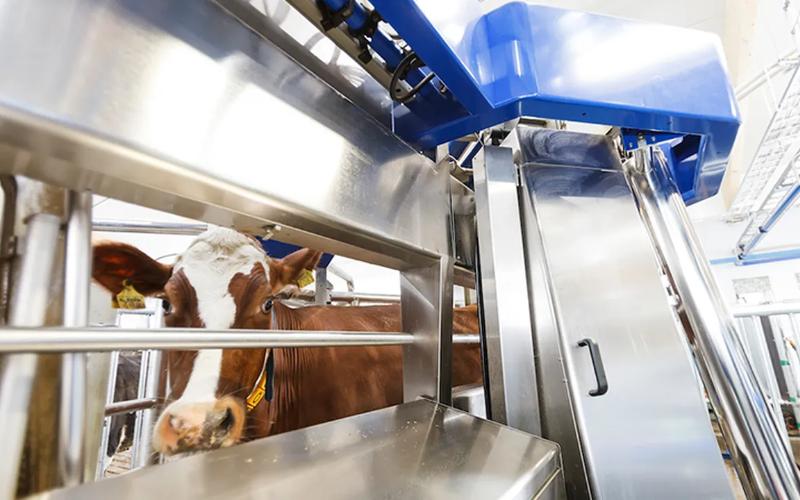 Robotic Milking Systems Reshape Vermont's Dairy Sector