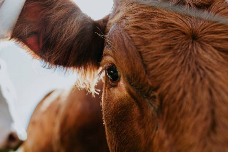 AI Innovations in Dairy Farming at Texas A&M