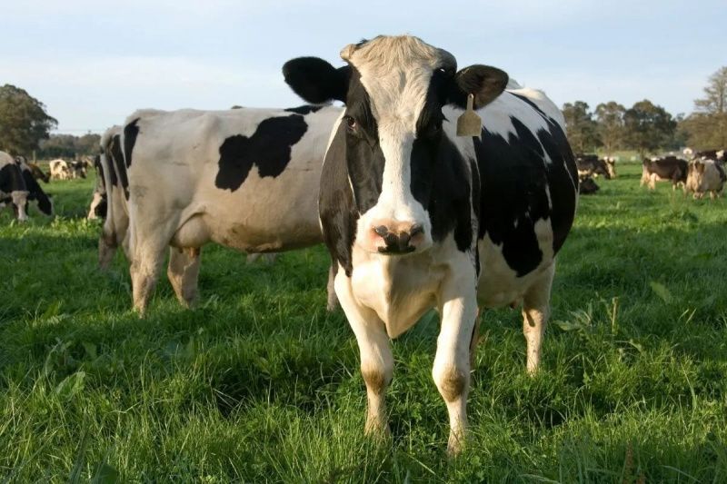 Fonterra lowers its farmgate milk-price forecast