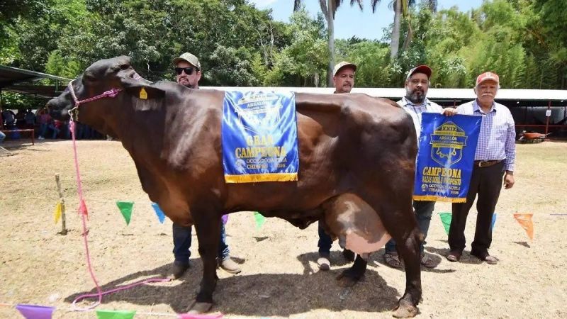 The State Dairy Cow Contest in Coita rewarded Chiapas’s top dairy cows