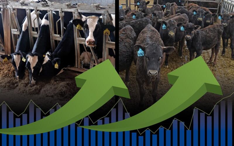 Fuerte demanda de terneros y novillas lecheras debido al aumento de precios