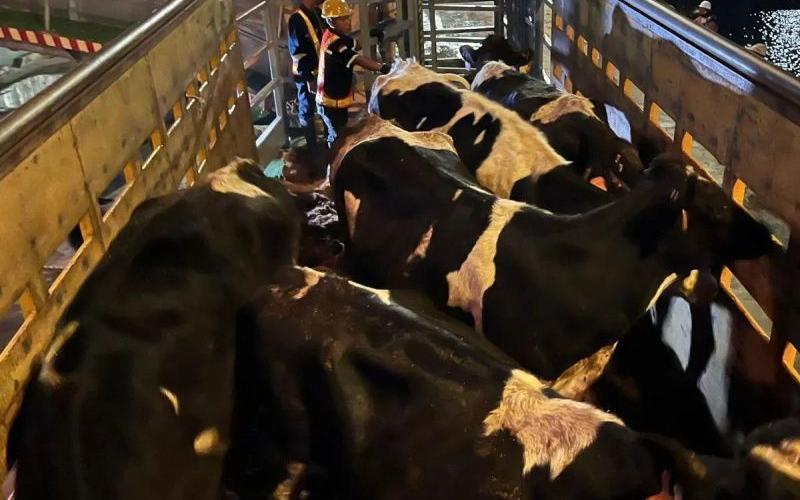 Indonesia Expands Dairy Cattle Imports to Diversify Supply Sources
