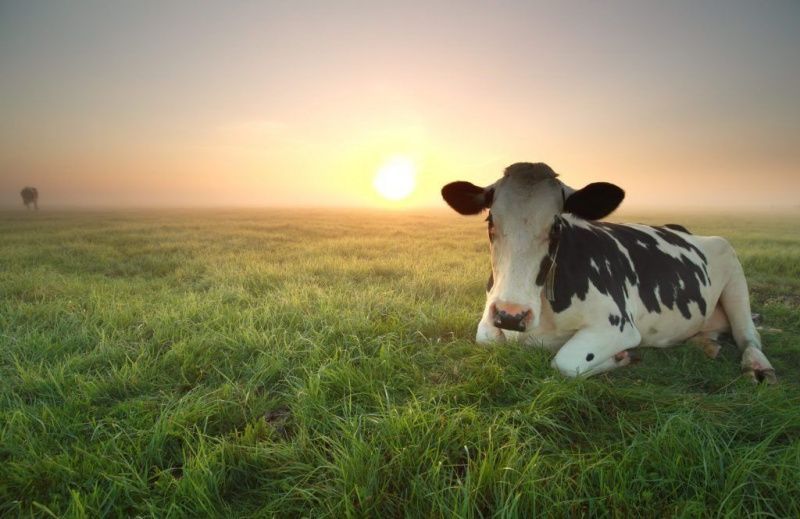 Global Dairy Markets Are Expected to Stabilise and Improve
