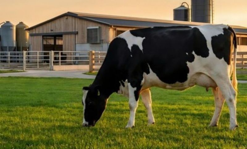 Minas Gerais Maintains Dominance in Brazil's Dairy Sector Amid Slowdown