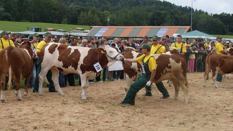 California Imposes Ban on Poultry and Dairy Cattle Exhibitions Amid Avian Influenza Concerns