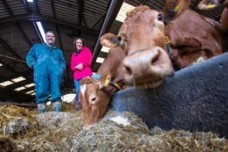 Guernsey Dairy Farmers Buoyed by Increased Financial Support