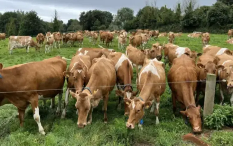 Guernsey Dairy Industry Faces Decline Amidst Funding Crisis