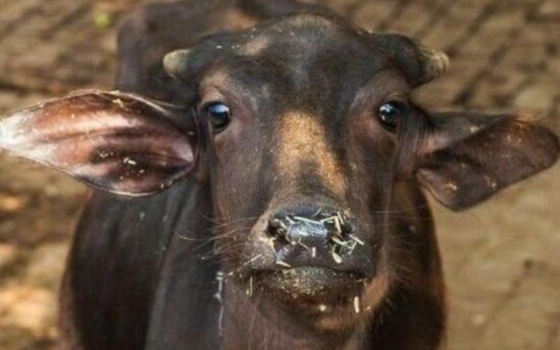 Украинские производители молочной продукции стремятся возобновить экспорт сухого молока в Японию