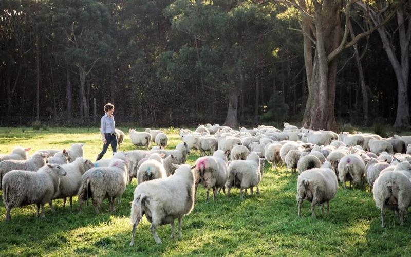 Australia's Rising Sheep Dairy Industry: A Nutrient-Rich Alternative