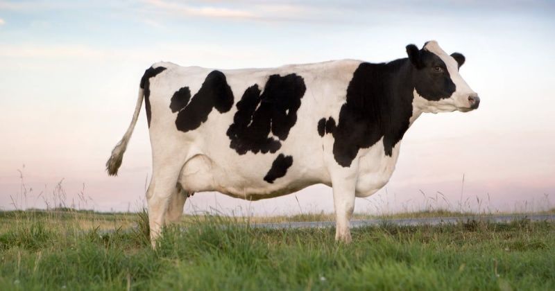 Supply Chain Pressures Are Testing Dairy’s Resilience