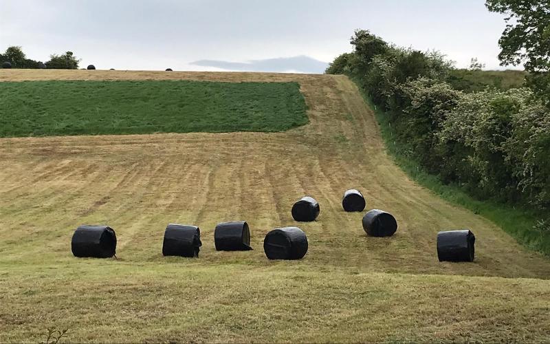 Improved Silage Techniques Enhance Forage Quality for Dairy Farmers