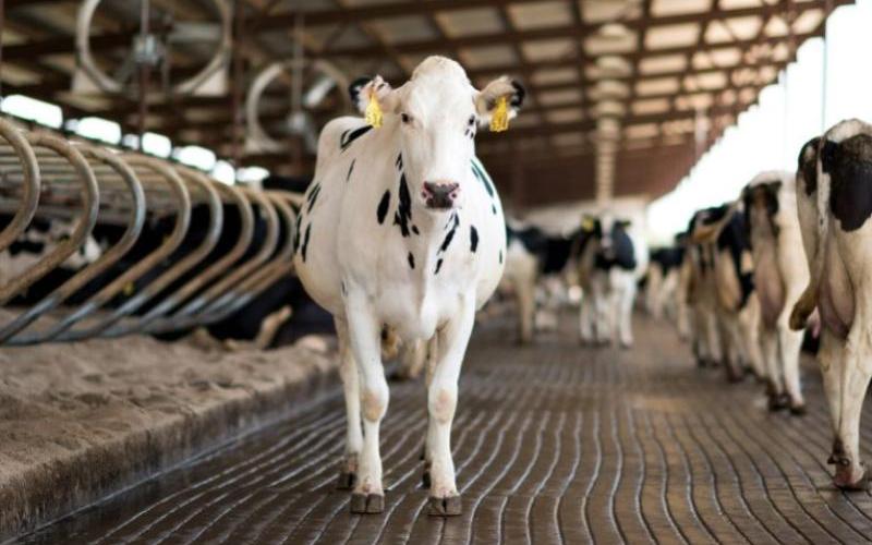 The Economic Impact of Lameness in Irish Dairy Farms