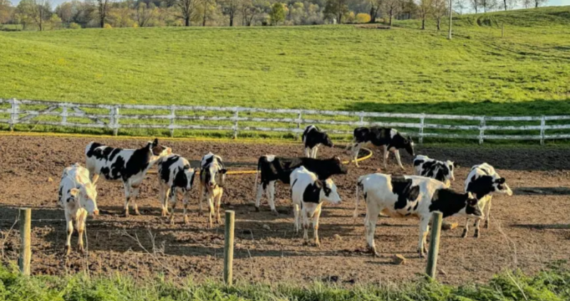 Snow Brand Milk and Alltech Japan Collaborate on Dairy Emissions Project