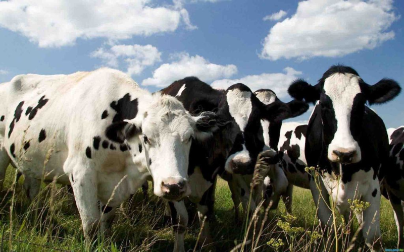 Promoting Sustainable Meat, Milk, and Eggs in Argentina