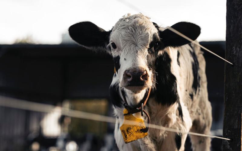 Signs of Strength in Argentina's Dairy Production