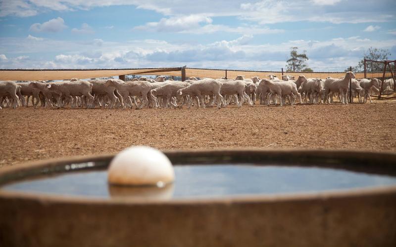 Victoria Farmers Fight for Water Security