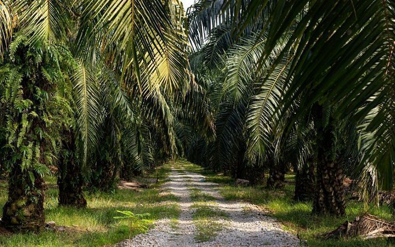 Malaysia Challenges EU’s Deforestation Risk Classification Despite Proven Sustainability Efforts Malaysia Challenges EU’s Deforestation Risk Classification Despite Proven Sustainability Efforts