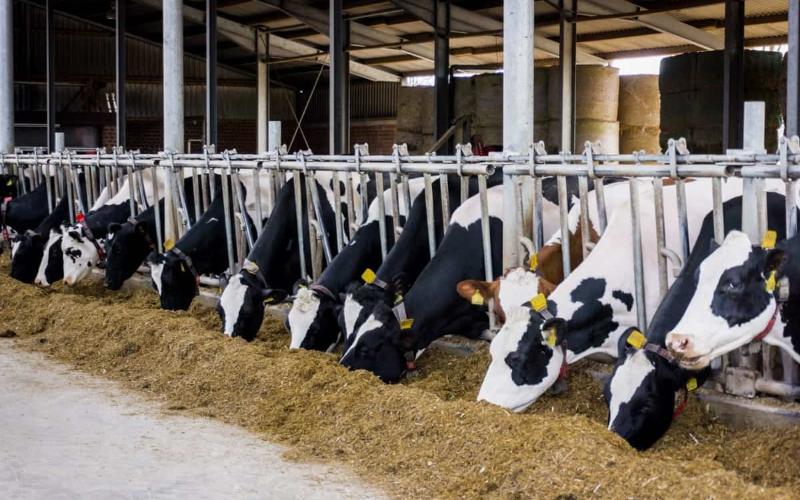 Meksika'nın Organik Süt Ürünleri Sektörü Sertifikalı Ürünlerle Büyüyor