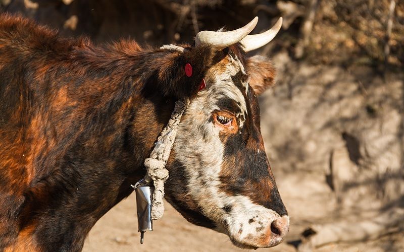 Over 74,000 Cattle Artificially Inseminated in Kyrgyzstan Over Ten Months