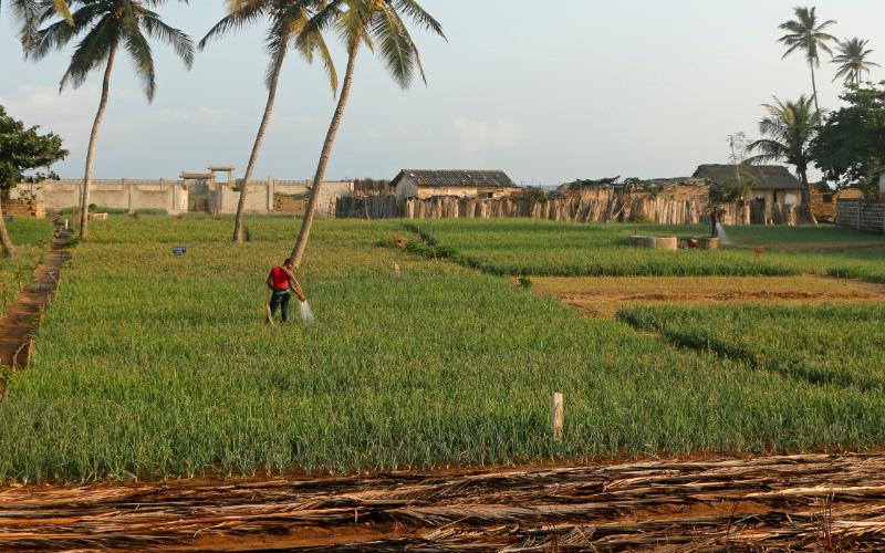 Agroforestry in Benin: Enhancing Dairy Production Amid Climate Challenges