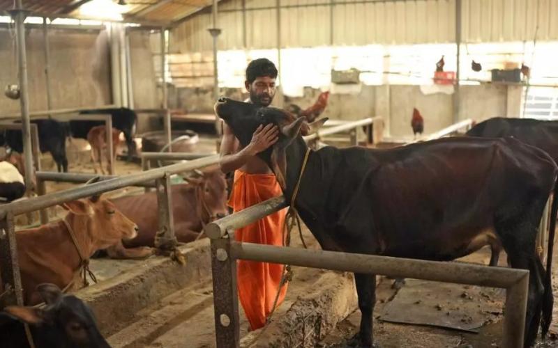 الألبان القذرة: الذعر الصحي يؤدي إلى غرامة بقيمة ₹36,500