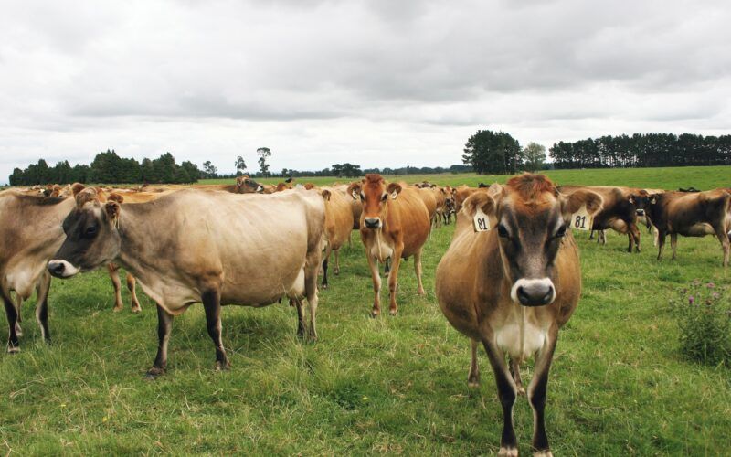 New Zealand Dairy Research Finds Methane Genetics Not Transferred to Cows