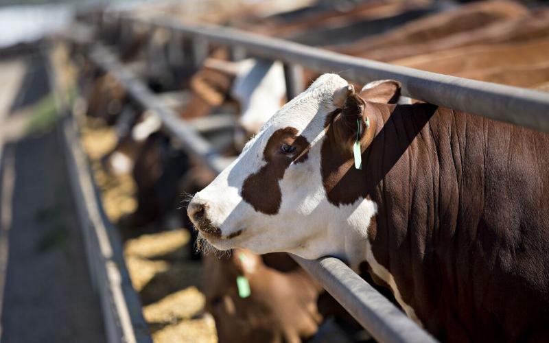 Flat Growth Anticipated for U.S. Dairy Herds Amid Economic Challenges