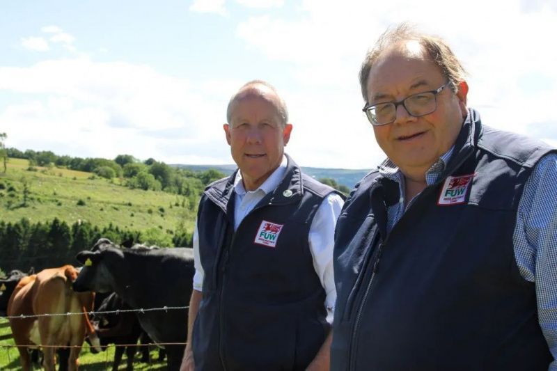 Welsh Dairy Leaders Seek Strategy as Milk Prices Fall