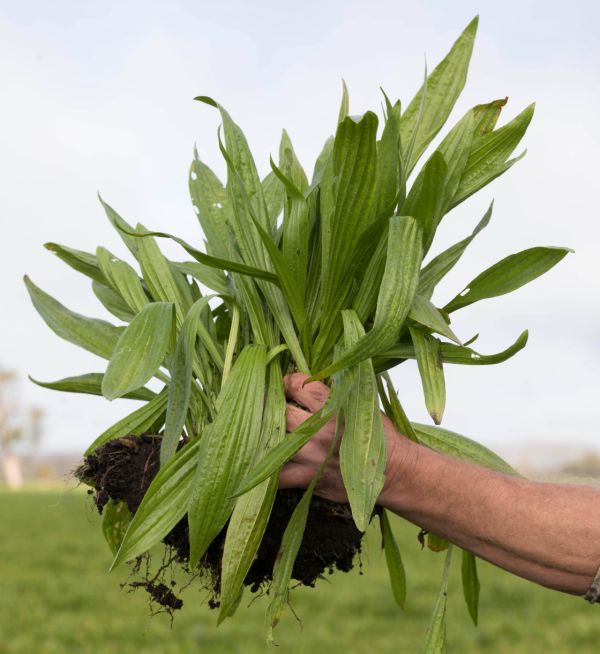 Plantain - a unique plant being trialed by dairy farmers