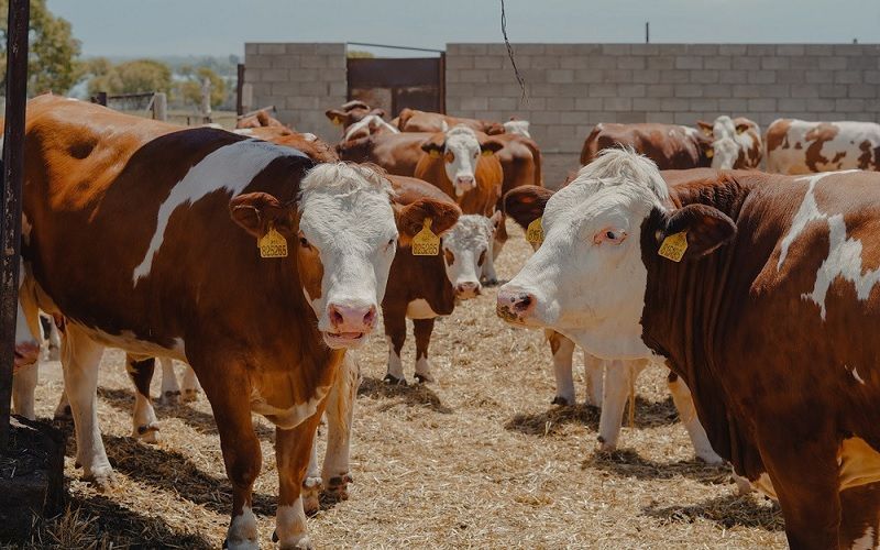 Oswestry Dairy Herd Sale Sets UK Record at Auction