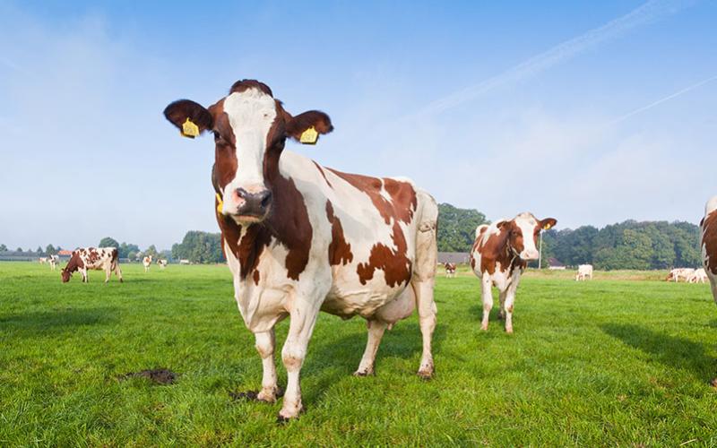 Dairy’s Green Leap: On Track to Carbon Neutrality