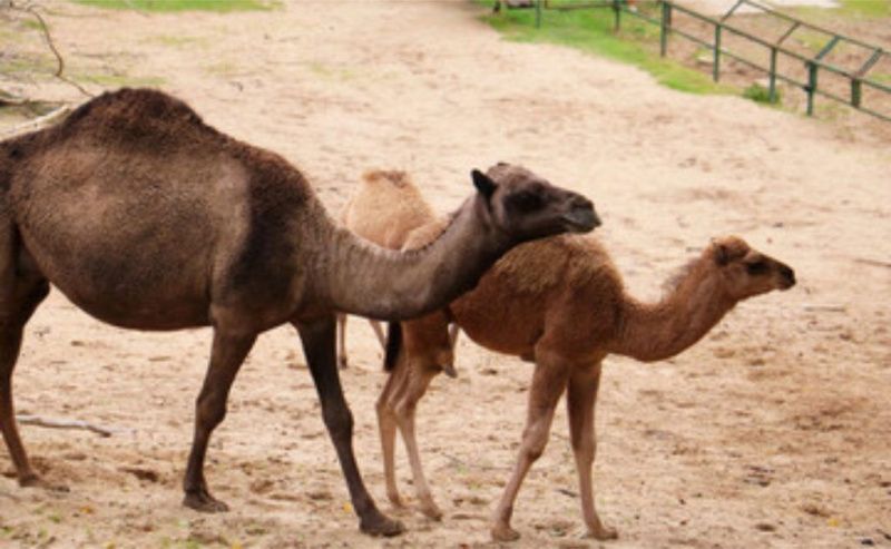 A Former Dairy Farm Became a Camel Nursery With 100 Births