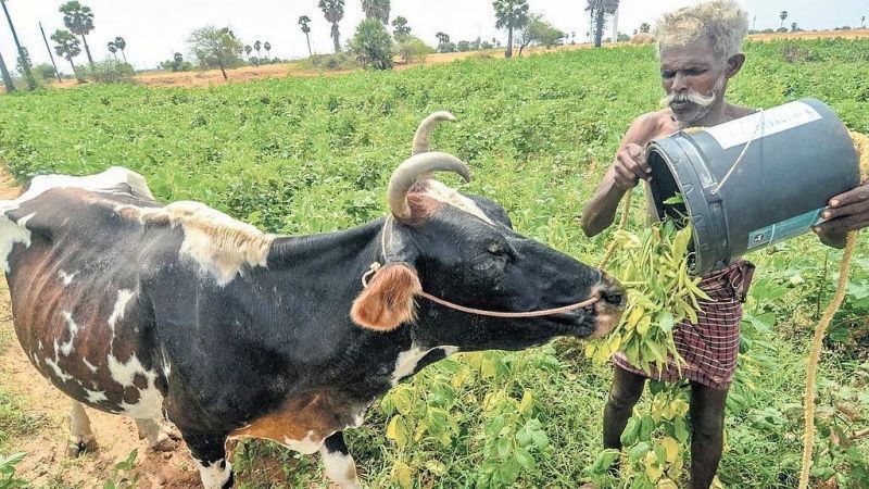 Tamil Nadu's Underused Feed Mills Raise Milk Costs