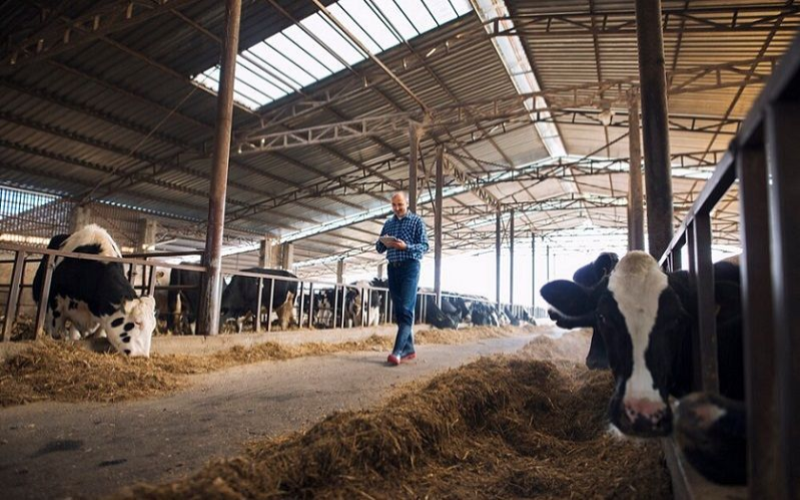 Dairy CEO: Trump Policies Raise "Real Concern" in Rural America