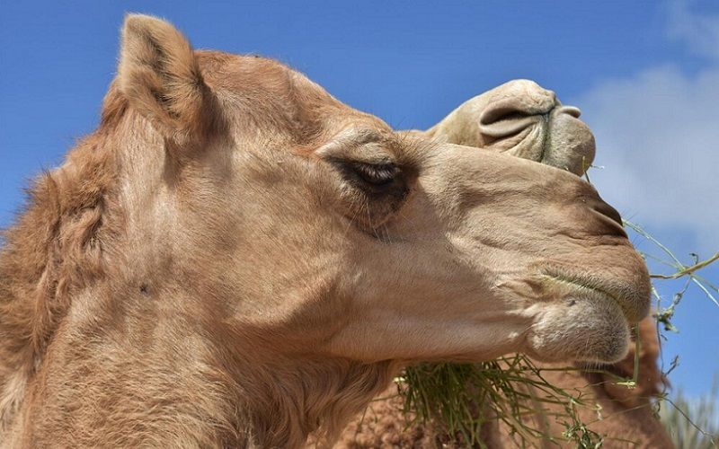 حليب الإبل: بديل مضاد للحساسية يكتسب شعبية متزايدة