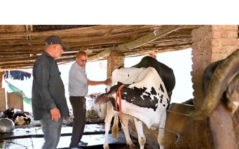 Técnico de IA de Gujarat logra tasas récord de concepción en el sector lechero