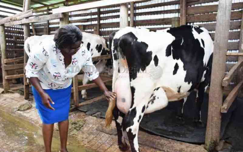 Kısıtlı Arazi Sahipliği Kenya'nın Süt Sektöründe Kadınları Sınırlıyor