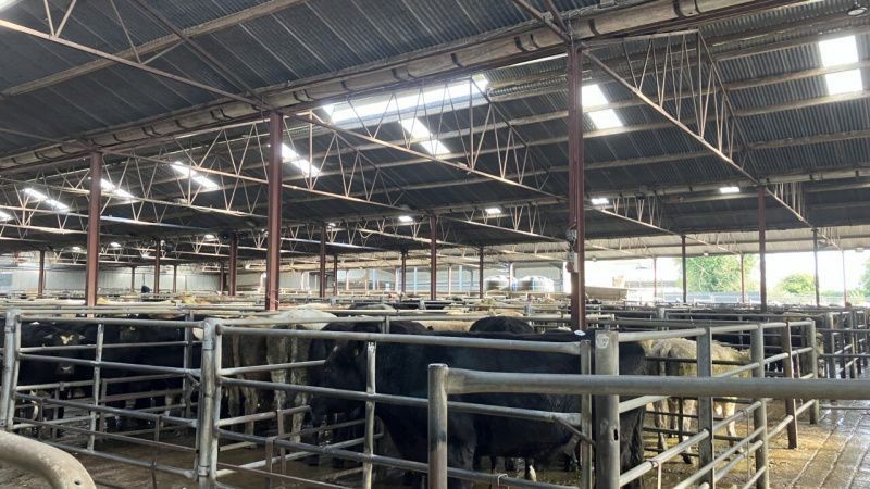 Dairy Market Sees Mixed Results as Summer Sales Conclude