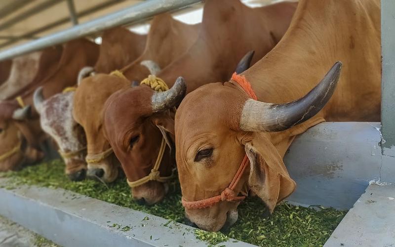 India's Dairy Sector Faces Challenges Amid Feed Shortages