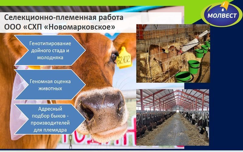 Генетика без цифр превращается в лотерею: как управлять экономикой молочной фермы - «Молвест»