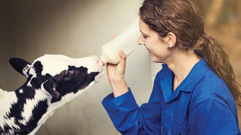 Lallemand launches SMART GROWS calf programme