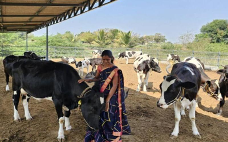 Tamil Nadu's Dairy Training Program Aims to Boost Rural Employment