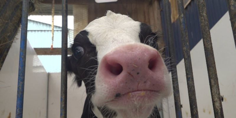 Calves are teaching Maine classrooms about dairy farming