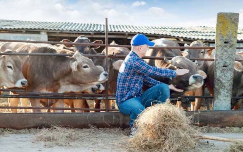 Mexican dairy farmers demand fair competition and self-sufficiency amid uncertainty with the US