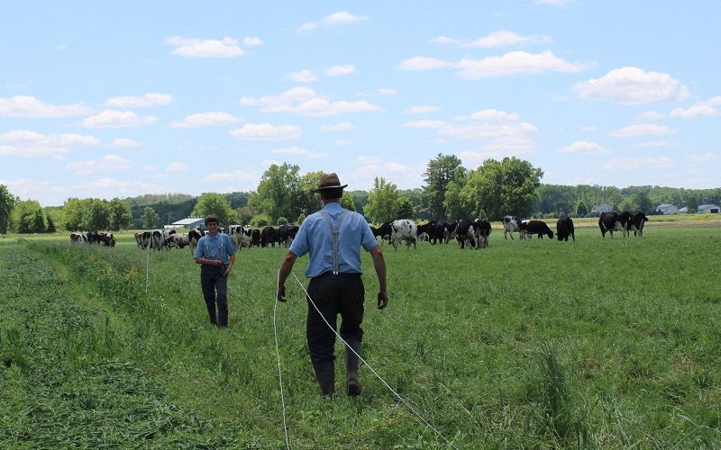 Organic Dairy Gets a Boost: New Grants Unleashed!
