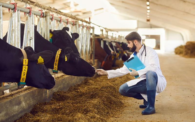 Las granjas lecheras del Reino Unido logran una reducción significativa en el uso de antibióticos