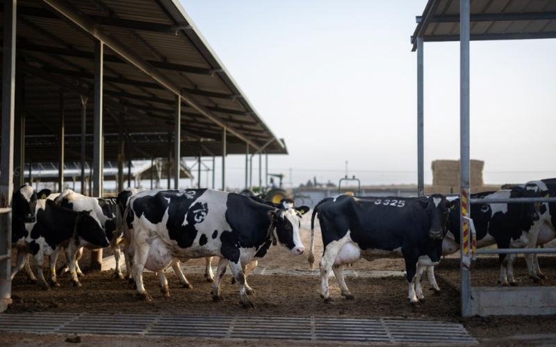 ABD Süt Ürünleri Çeşitlendirme Hibeleri Açıldı: 500 Bin Dolar Hatırda